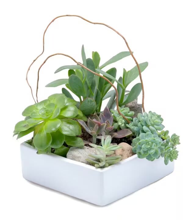 STUNNING SUCCULENT GARDEN