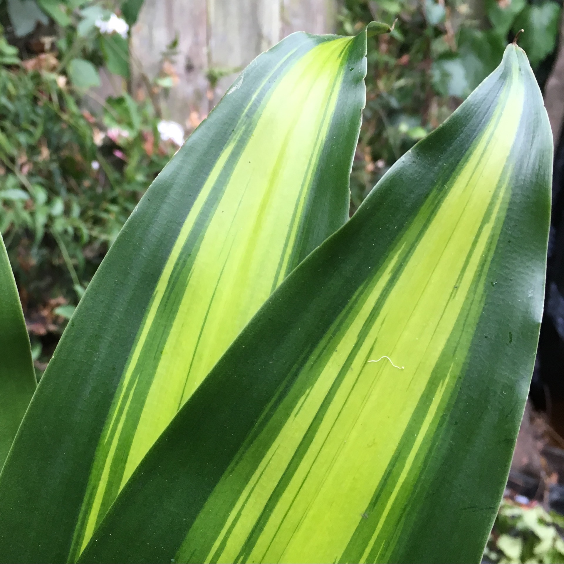 elefantenohr pflege standort Alocasia Regal Shields - Elefantenohr - Zimmerpflanze - Grnpflanze