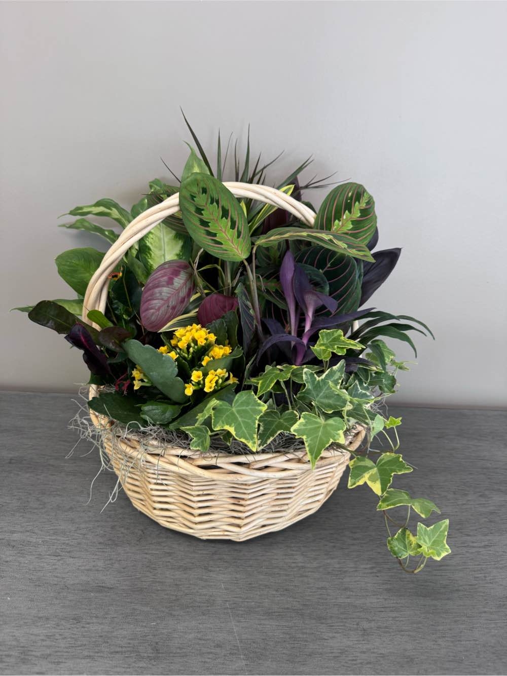 Dish Garden in Handled Basket - 12 inch