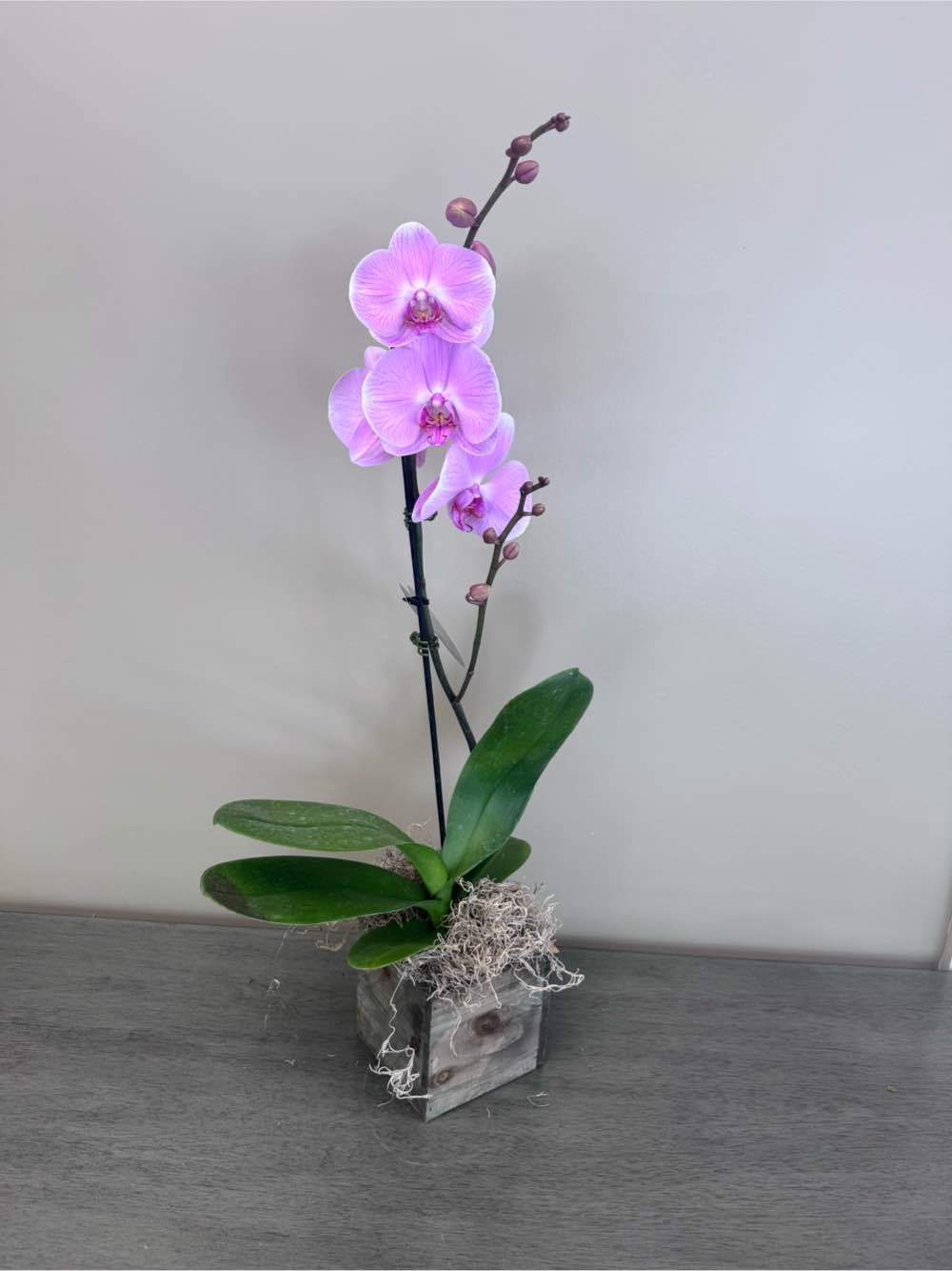 Single Orchid in Wooden Planter