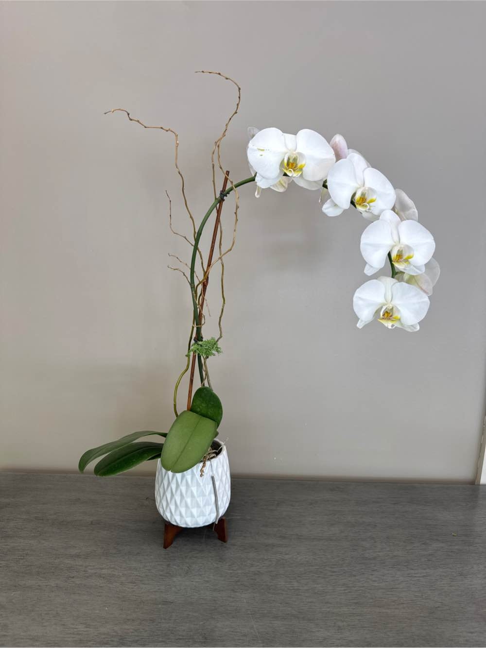 Single Orchid in Footed Ceramic