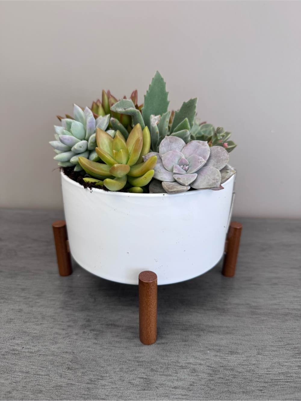 So Succulent 