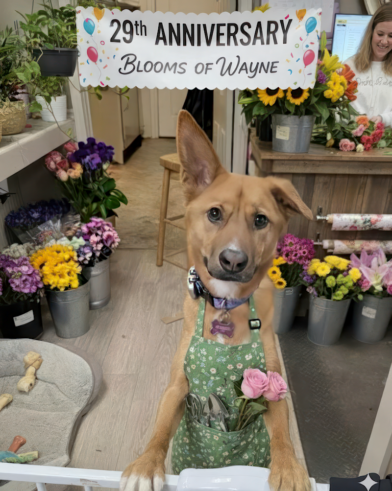 Meet the Blooms of Wayne Mascot: 29 Years of Local Flower Delivery
