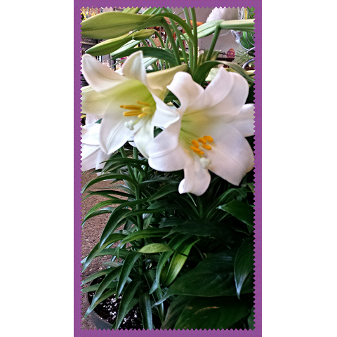Jacques Flower Shop - Manchester JAC Easter Lily Plant