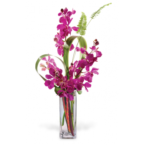 Jacques Flower Shop - Manchester Jacques Paradise Orchids