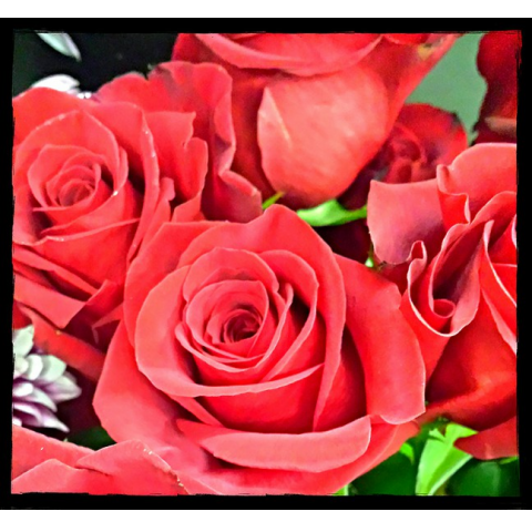 Jacques Flower Shop - Manchester JAC Red Roses