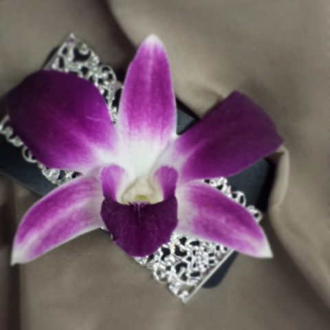 Jacques Flower Shop - Manchester JQP Dendrobium on Magnet