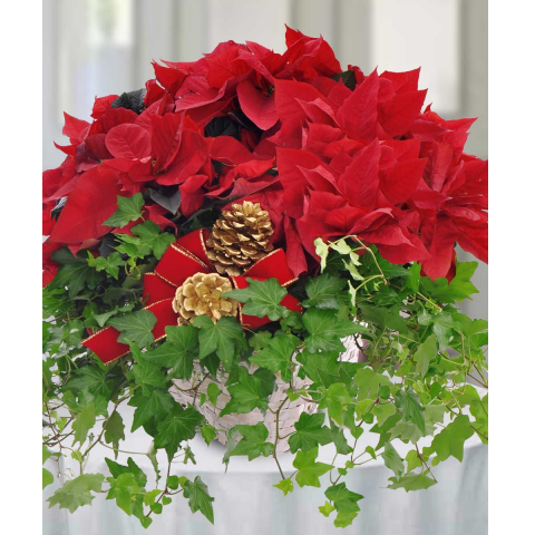 Jacques Flower Shop - Manchester JQC1412 Poinsettia and Ivy Garden