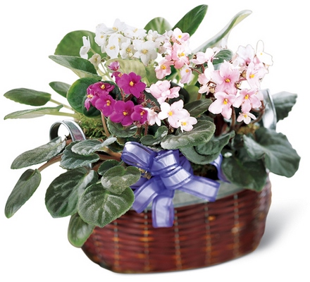 Jacques Flower Shop - Manchester African Violets