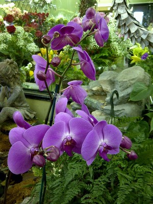 Jacques Flower Shop - Manchester Elegant Orchid Plants