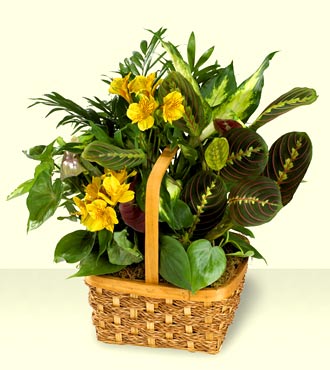 Jacques Flower Shop - Manchester FTD A Bit Of Sunshine Basket