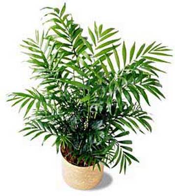 Jacques Flower Shop - Manchester Palm