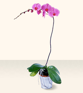 Jacques Flower Shop - Manchester FTD Phalaenopsis Lavender Orchid