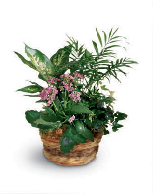 Jacques Flower Shop - Manchester French Garden