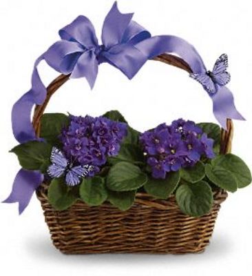 Jacques Flower Shop - Manchester JAC African Violet Basket