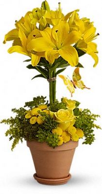 Jacques Flower Shop - Manchester JAC Lilies and Butterflies