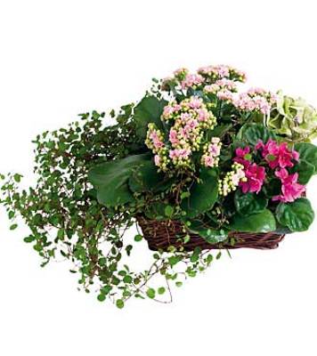 Jacques Flower Shop - Manchester JQ 7132 Circle of Life Plant Basket