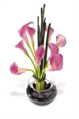 Jacques Flower Shop - Manchester JQ Beautiful Callas