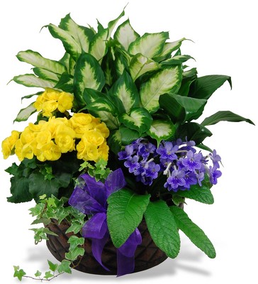 Jacques Flower Shop - Manchester JQ European Garden