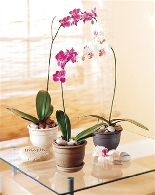Jacques Flower Shop - Manchester JQ Exotic Phalaenopsis Orchid