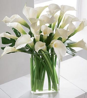 Jacques Flower Shop - Manchester JQ F974 Simplicity