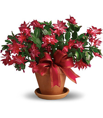 Jacques Flower Shop - Manchester Merry Christmas Cactus
