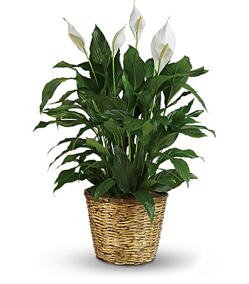 Jacques Flower Shop - Manchester Simply Elegant Spathiphyllum - Large