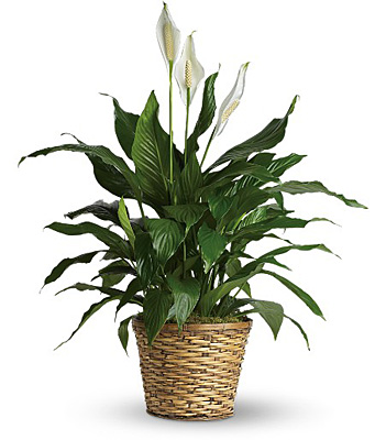 Jacques Flower Shop - Manchester Simply Elegant Spathiphyllum - Medium
