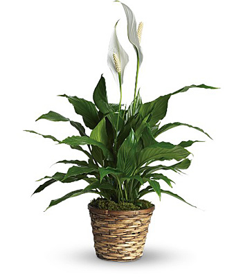 Jacques Flower Shop - Manchester Simply Elegant Spathiphyllum - Small