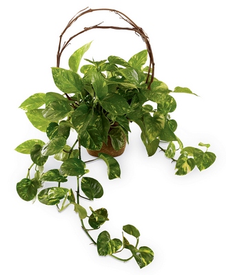 Jacques Flower Shop - Manchester Under the Vine Planter