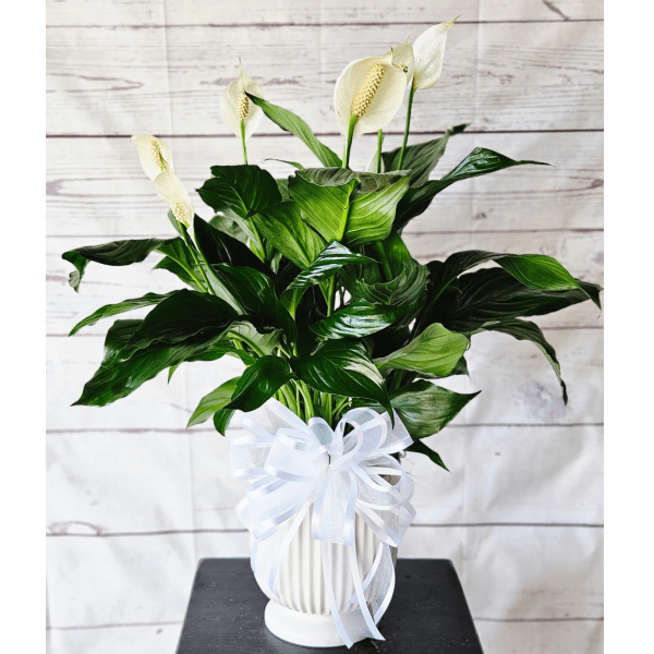 Plants
