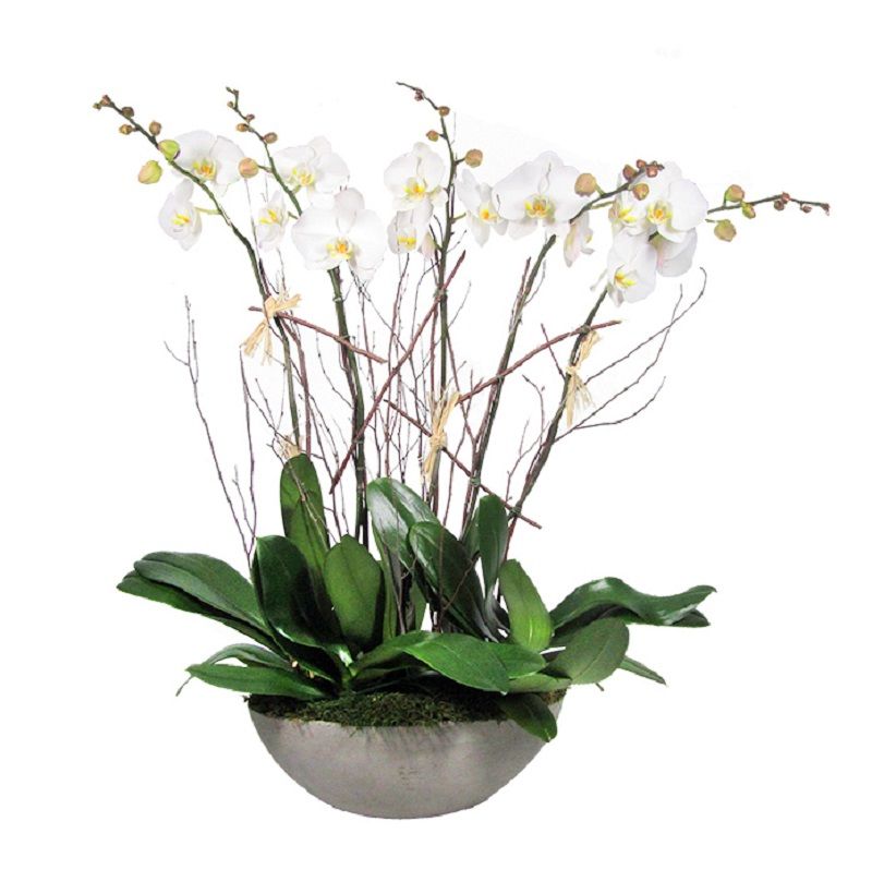 Five Phalaenopsis Orchids
