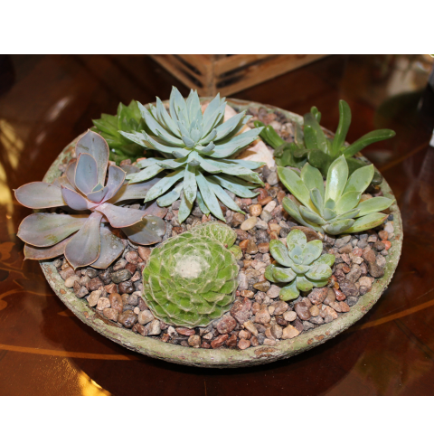 Succulent Garden - Low Dish