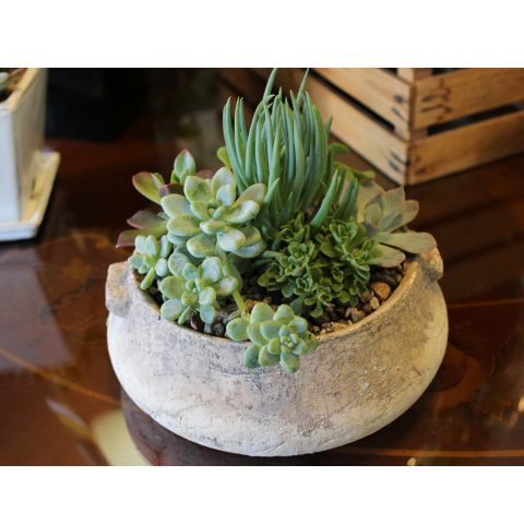 Succulent Garden - Small Pot
