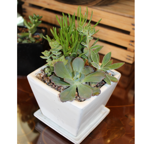 Succulent Garden - Small Square Dish