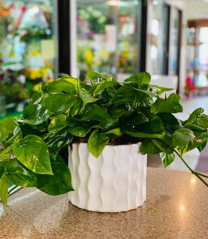 Pothos in Wave container 