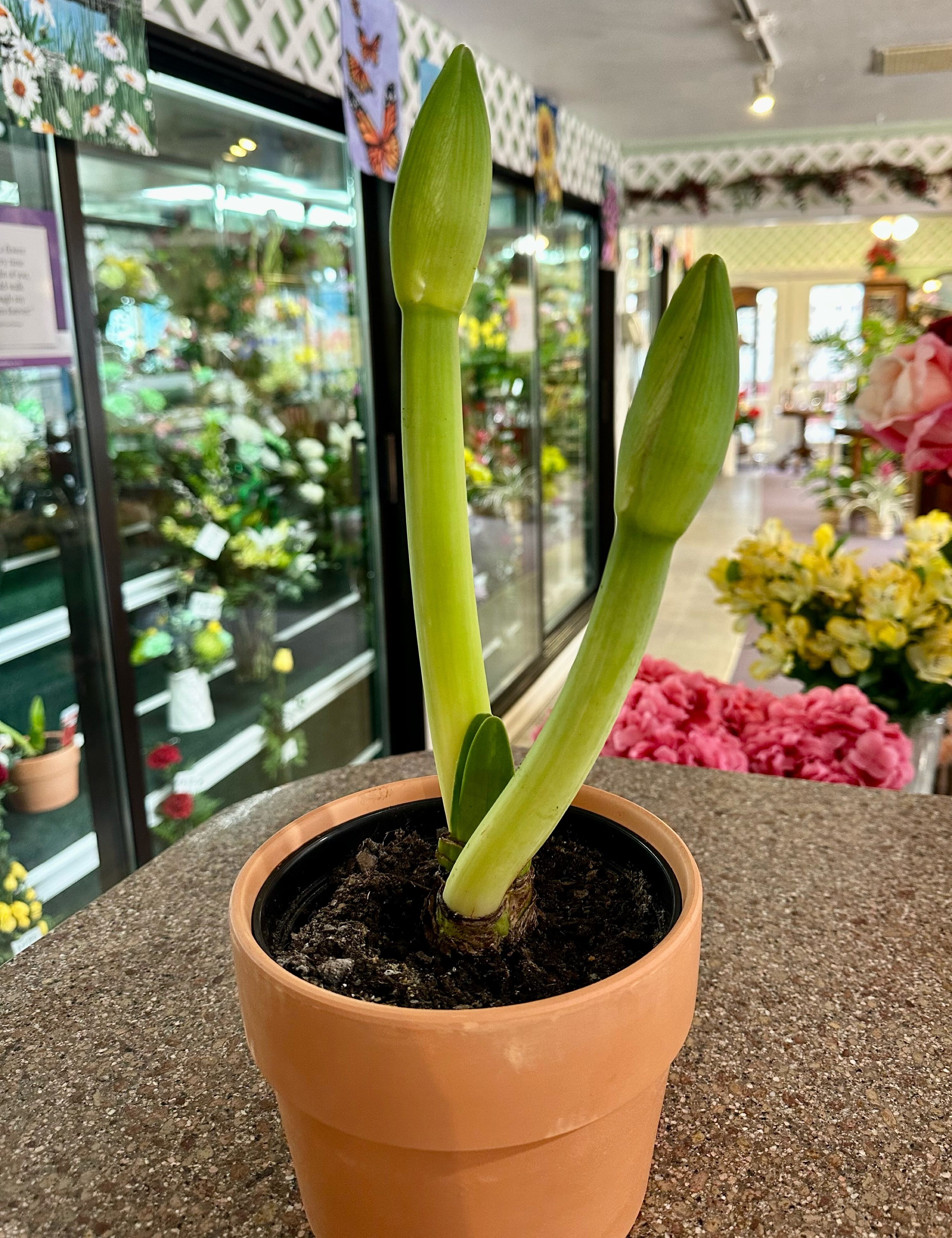 Red Amaryllis 