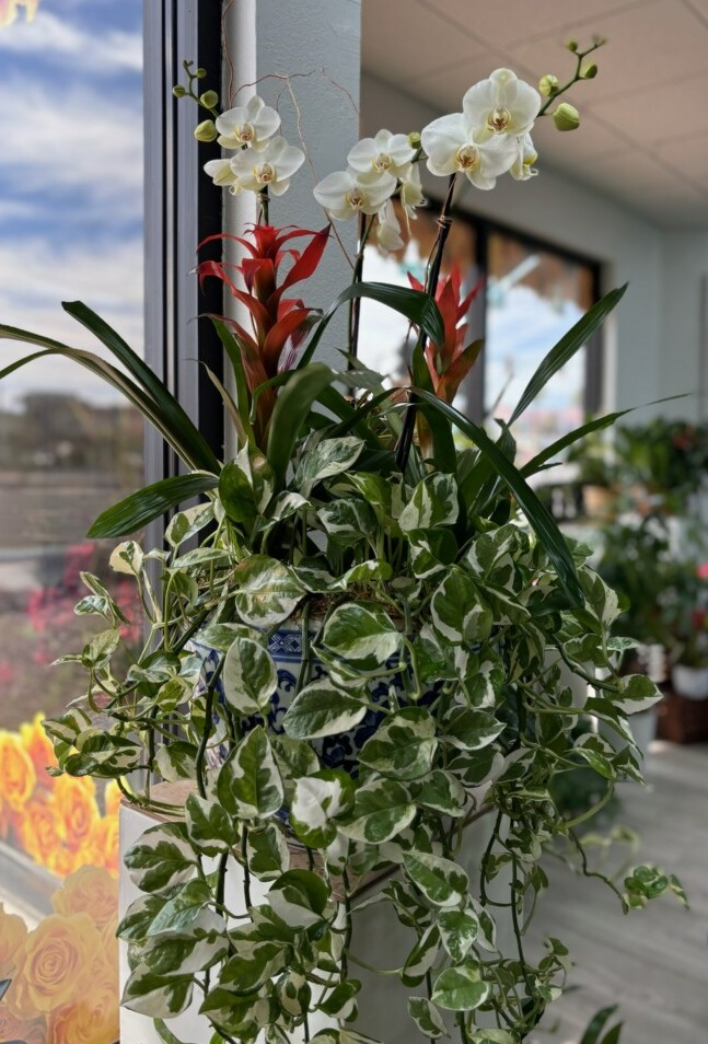 Grande Orchid Exotic & Green Porcelain Planter