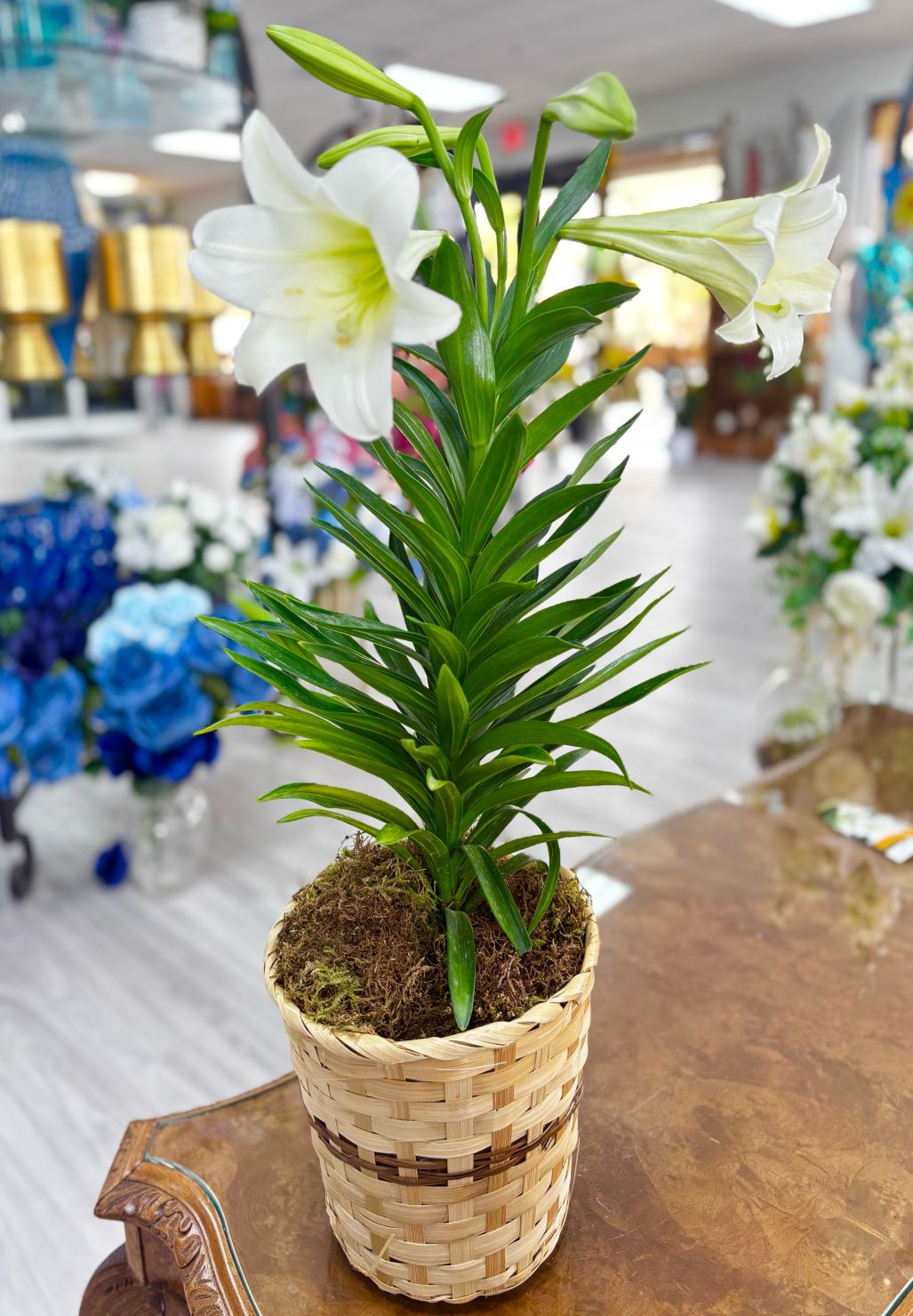Easter Lily Plant
