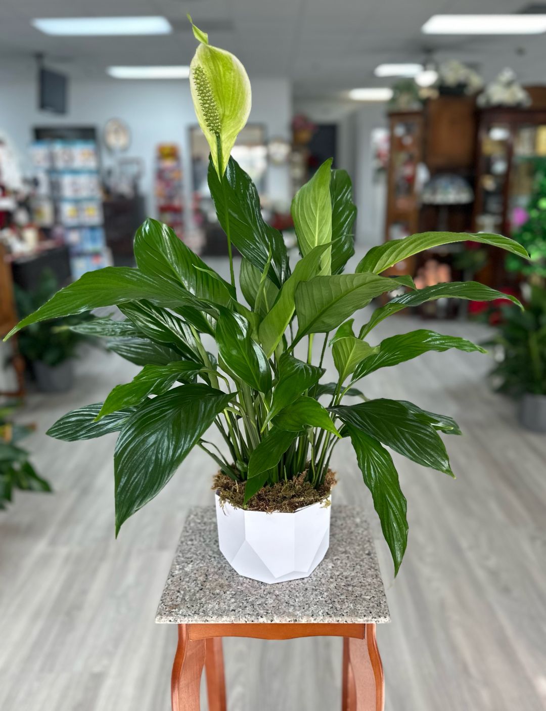 Peace Lily 6 inch