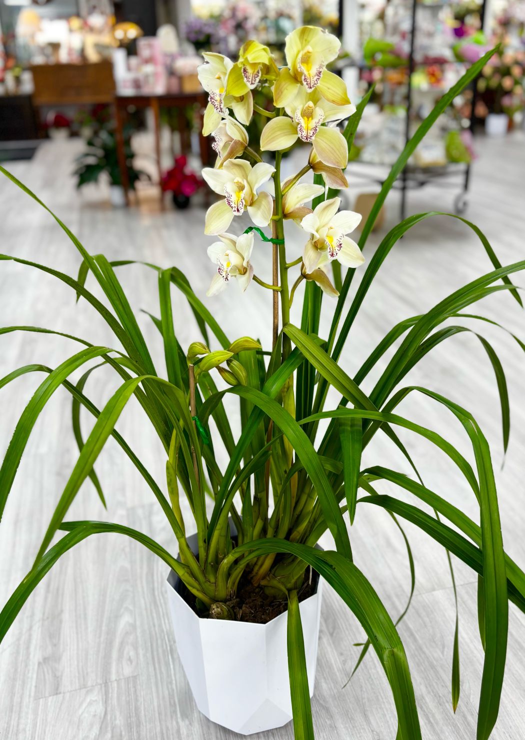 2  Stem Cymbidium orchid plant 