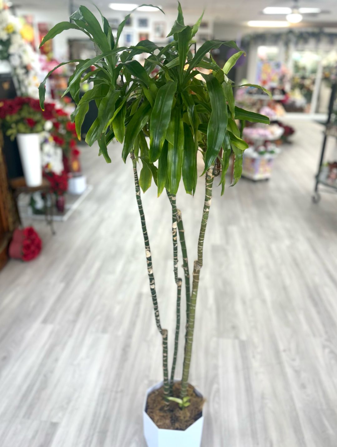 Corn Plant Planter 