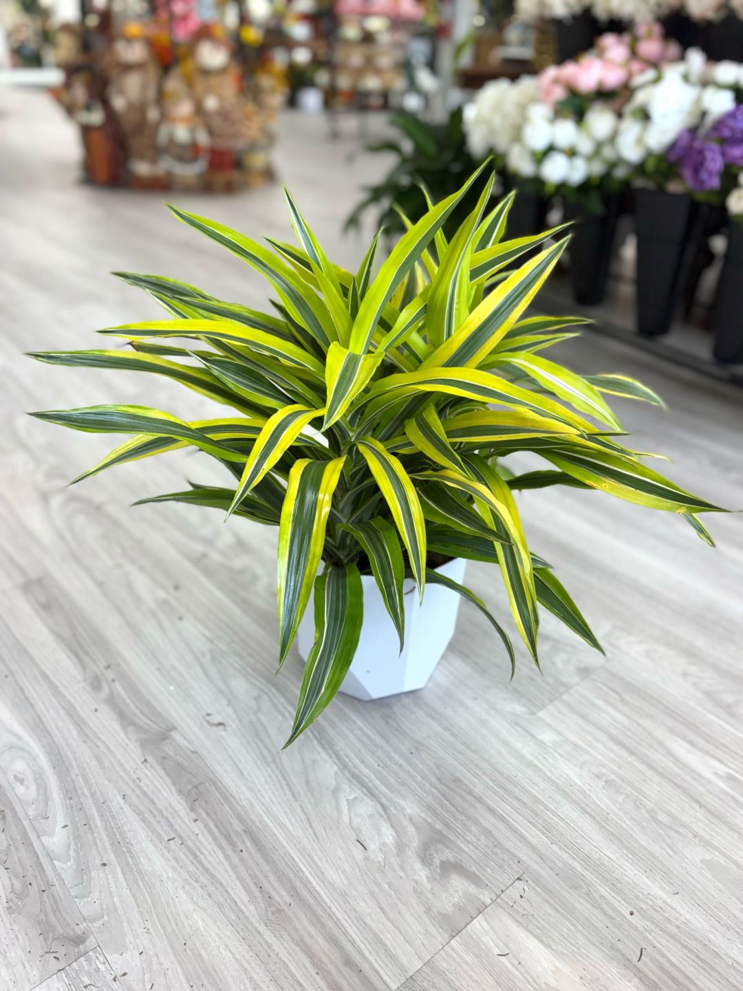 Dracaena Plant 