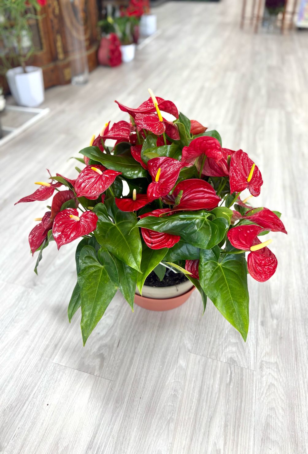 All Anthurium Planter  