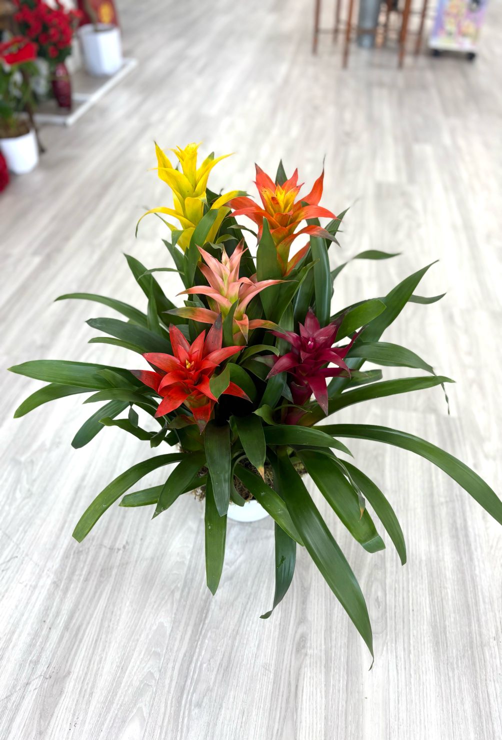 Five Stem Bromeliad Tropical Garden 