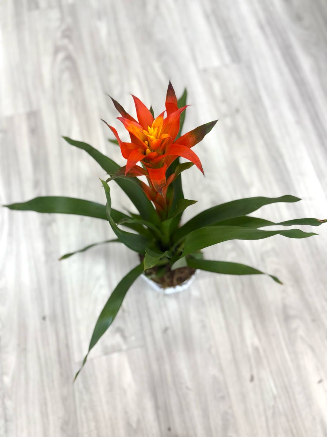Single Bromeliad Plant 