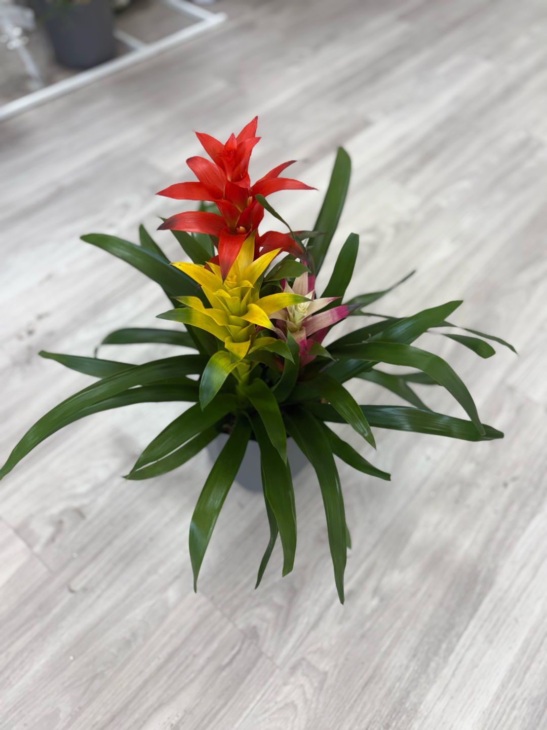 Three Stem Bromeliad Tropical Garden 