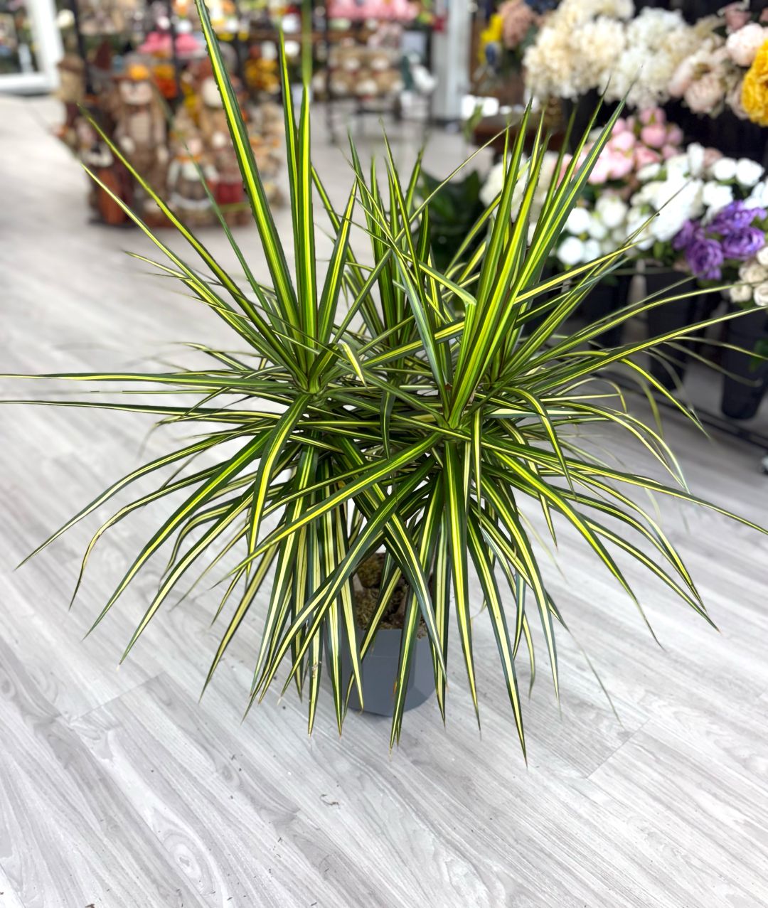 Two Stem Dracaena Plant 