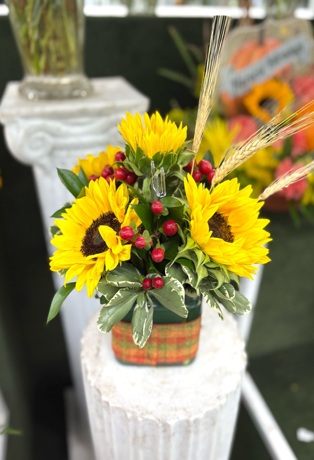 Sunflower Harvest IN THE COOLER 