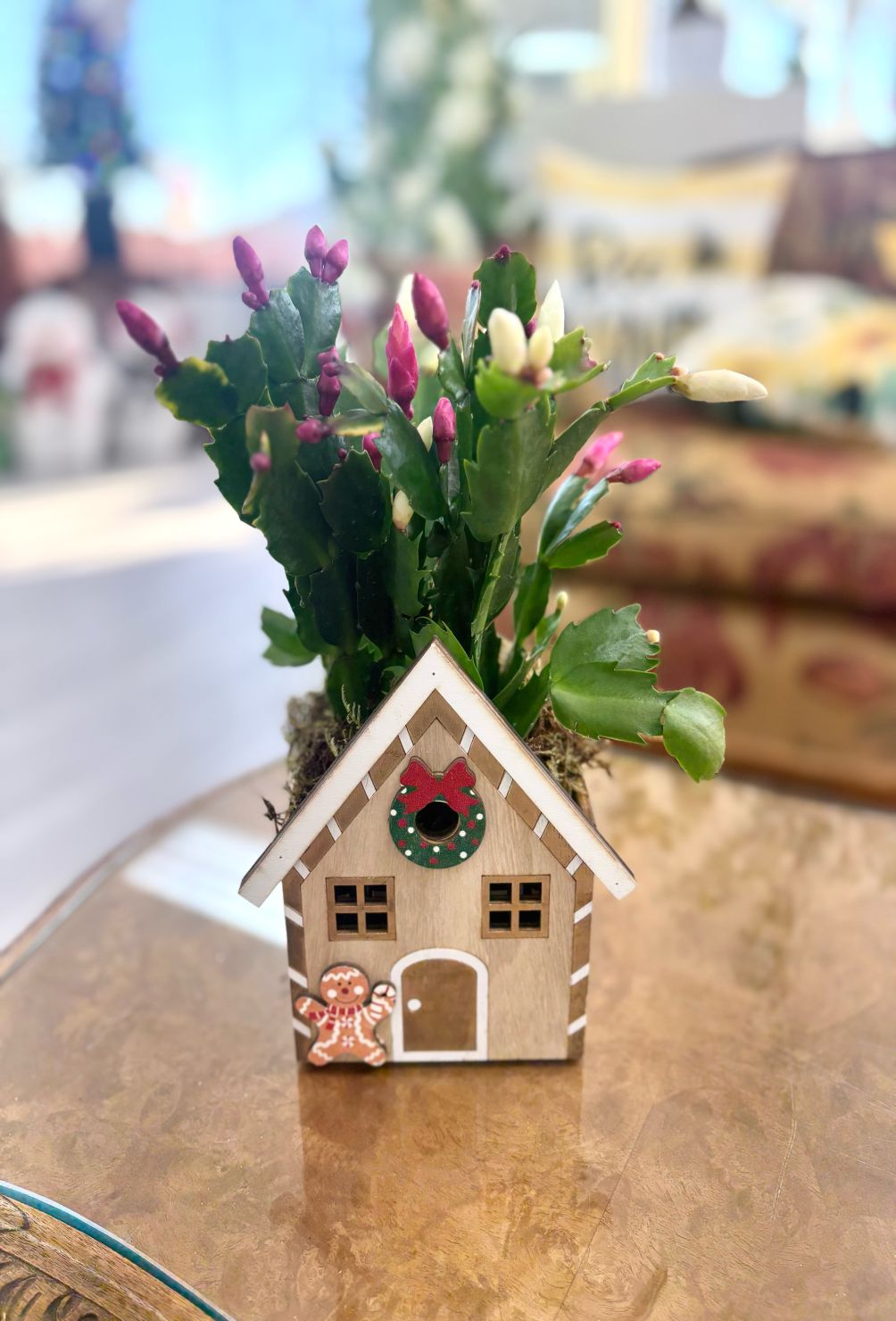 Gingerbread House Christmas Cactus 